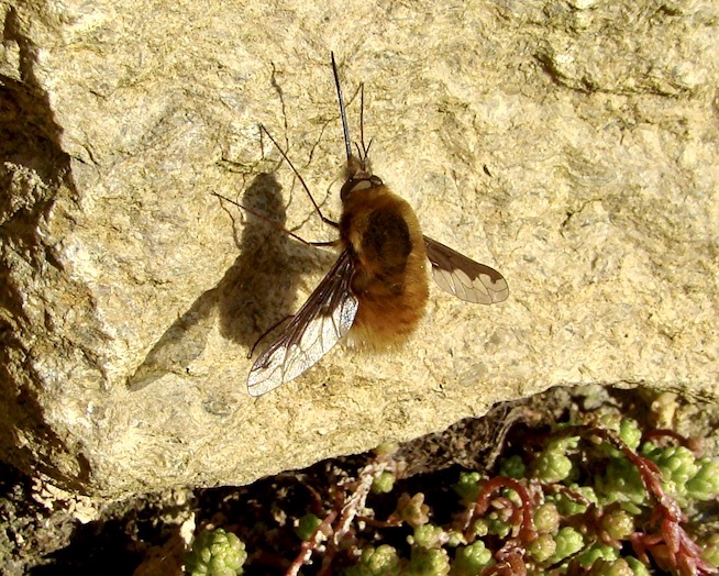 bee-fly